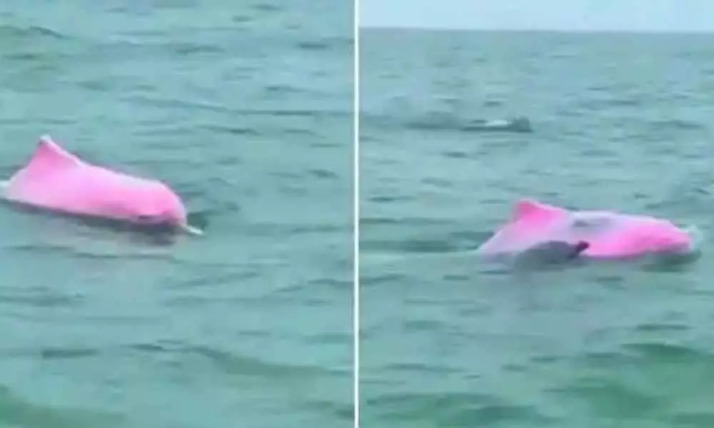 A trending video featuring a pink dolphin was caught on camera.