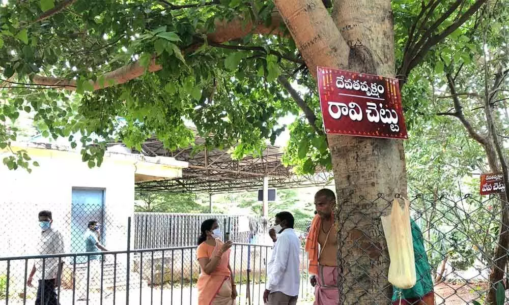 Significance of unique trees  to be highlighted in Simhachalam