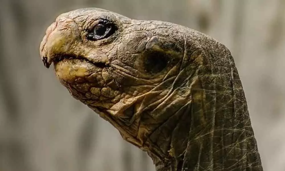 Tortoise Has Been Caught For The First Time While Approaching And Killing Its Prey