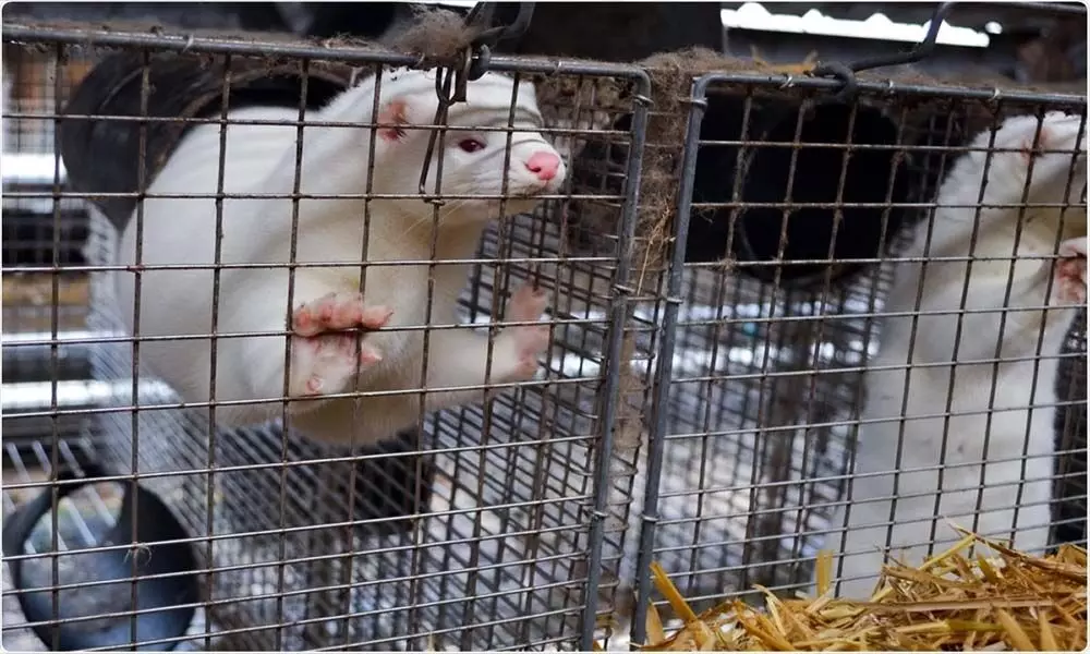 Farming mink, dogs, and cats may spur disease reservoirs