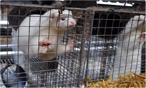 Farming mink, dogs, and cats may spur disease reservoirs