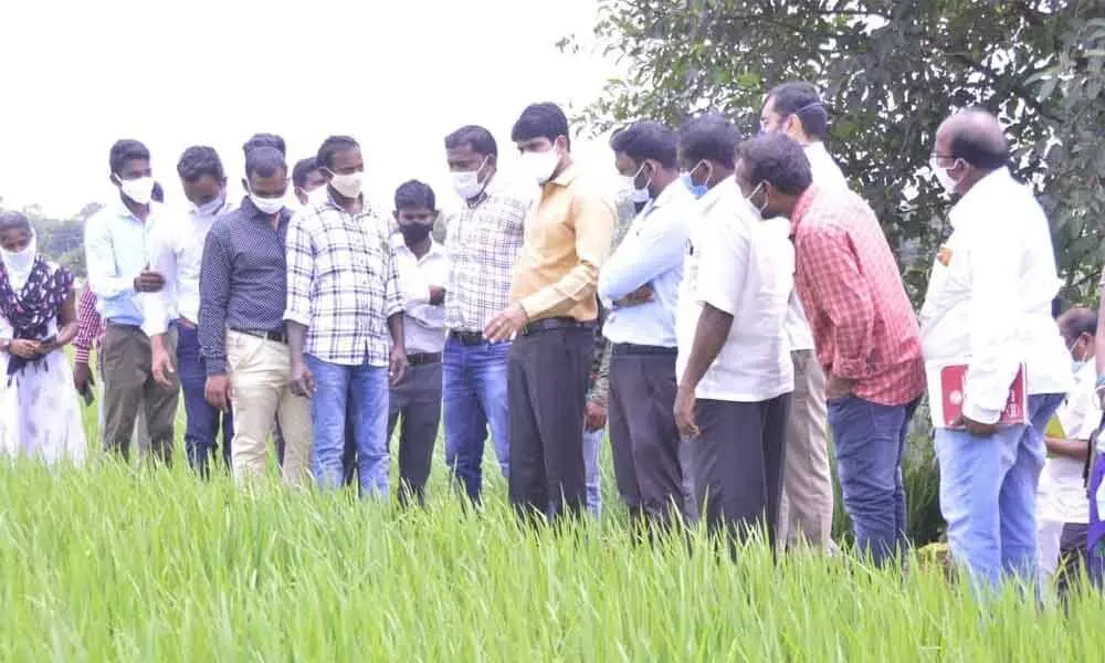 Collector Narayana Reddy inspecting a paddy field raised with ‘Sri’ rice.