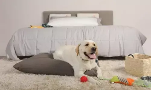 Gift your pet the most comfortable on International Dog Day