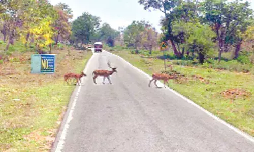 Bandipura Tiger Reserve