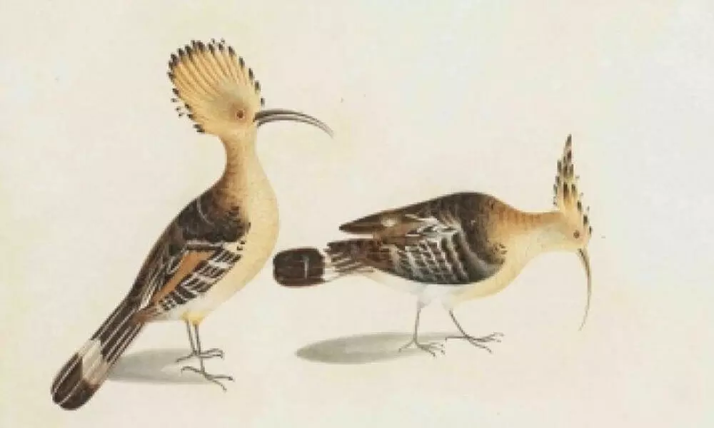 Visual Fare: East India Company paintings on Indian birds