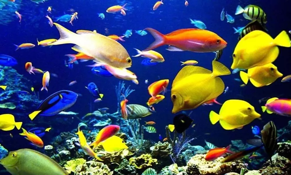 Tamil Nadu to set up trade centre for ornamental fish in Chennai