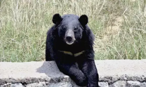 Three persons injured in bear attack in  Jammu and Kashmir