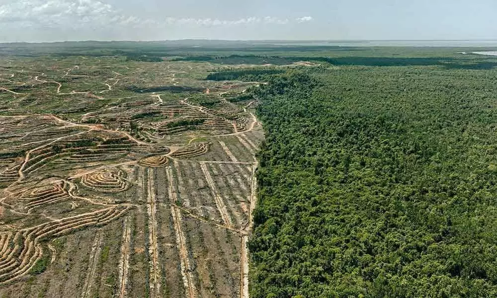 India losing forest cover at a fast clip