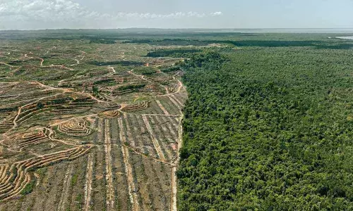 India losing forest cover at a fast clip