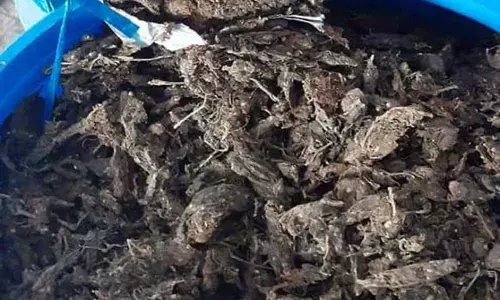 Rs. 21 crores worth Marijuana seized at Outer Ring Road in Hyderabad