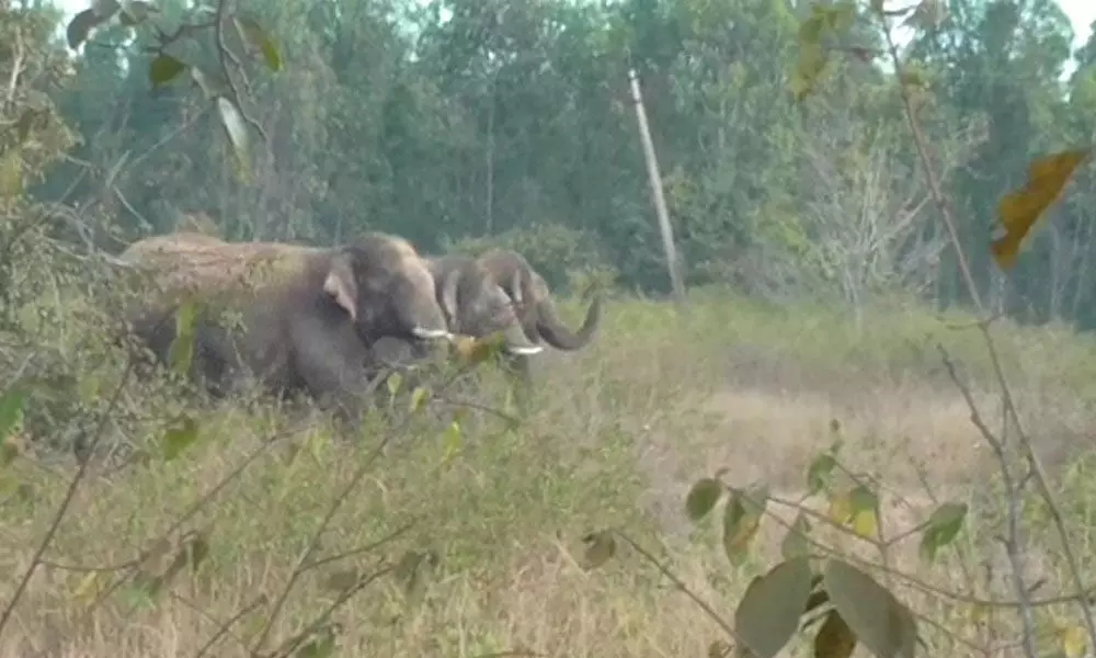 Elephant herd destroys standing crops