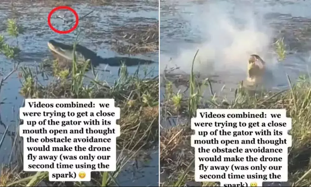 Watch The Trending Video Of An Alligator Eating Drone