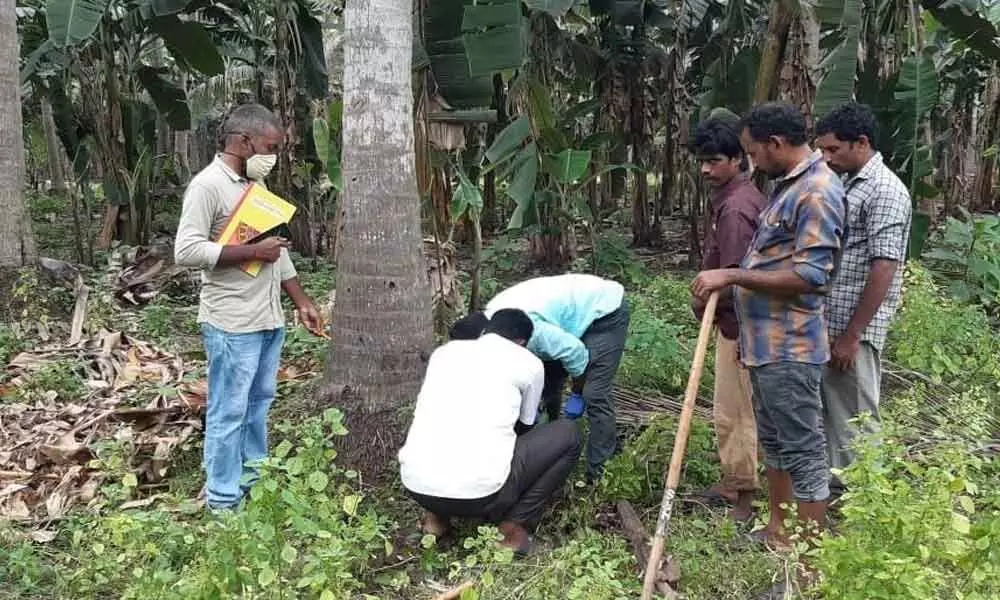 Coconut growers fear spread of Black Scorch disease to plantation