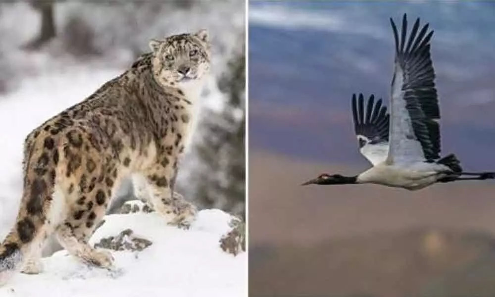 Ladakh Declared Snow Leopard And Black-Necked Crane As State Animal And State Bird