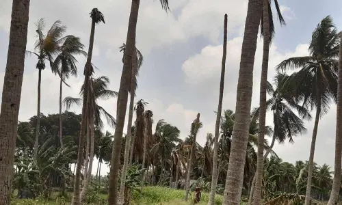 Coconut black scorch disease: Minister Kannababu directs Horticulture commissioner to visit affected areas