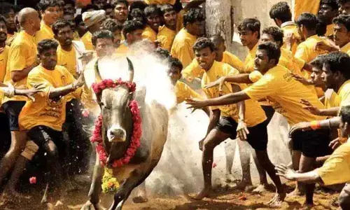 Jallikattu (Representational Image)