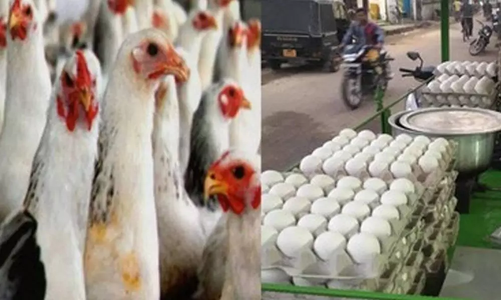 Telangana: Egg, chicken prices likely to go up