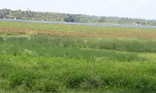 Sewage water pollutes Ennehole lake near Mysuru