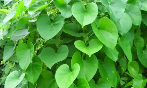 Giloy safe in appropriate doses, misleading to link it to liver damage: Ayush