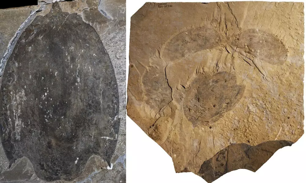 Fossilized Titanokorys carapace. (Jean-Bernard Caron/Royal Ontario Museum)