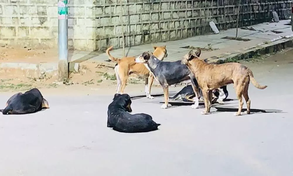 Stray dogs strike terror in Hyderabad