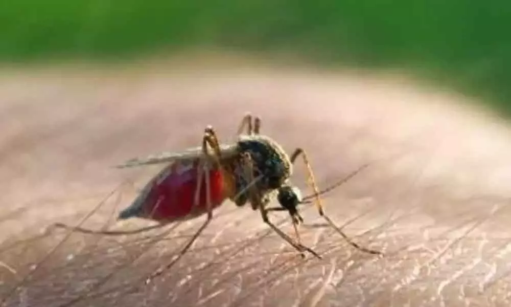 Dengue cases on rise in East Godavari