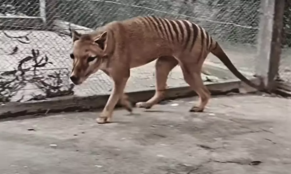 Last Confirmed Thylacines Footage Is Now Available Colorized Edition