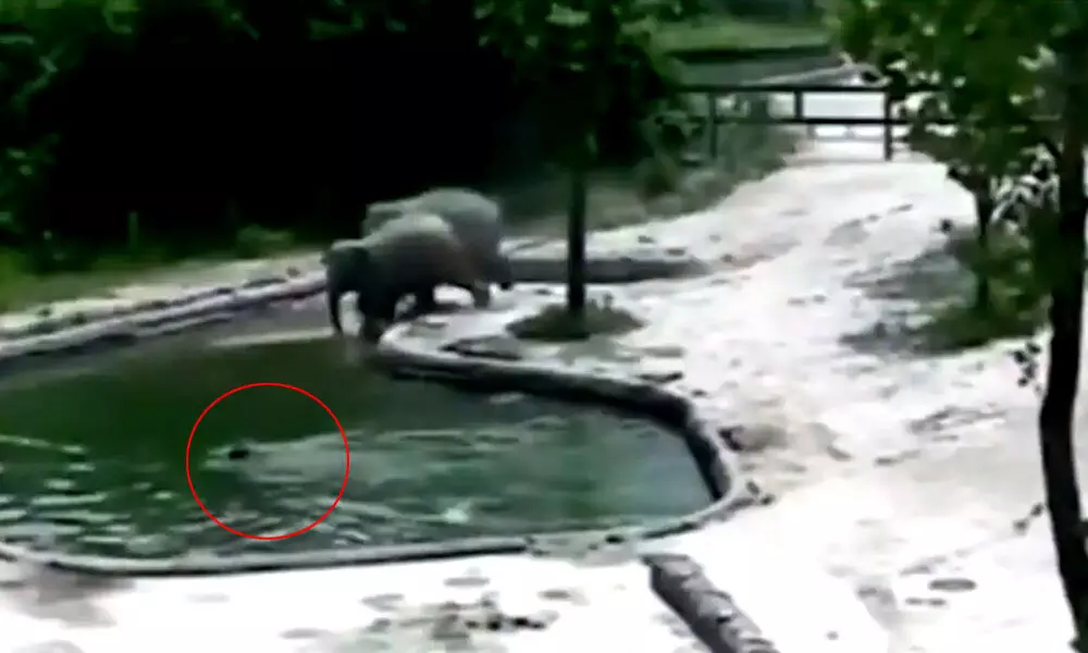Baby elephant falls into water hole