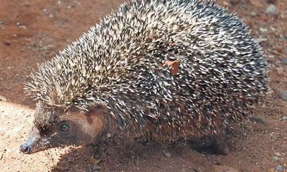 Hedgehogs From Madras Are Being poached Formedicine, Which Is Causing Concern