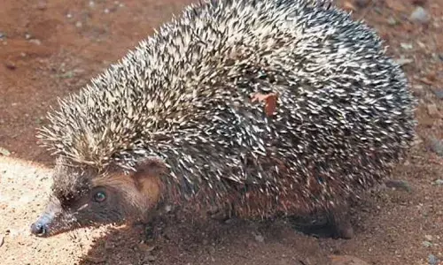 Hedgehogs From Madras Are Being poached Formedicine, Which Is Causing Concern