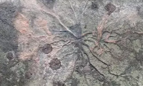 Scientists Revealed The Old Forests Appearances