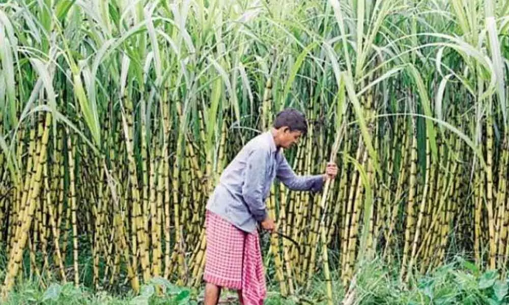 Govt’s move to shift sugarcane research centre angers farmers