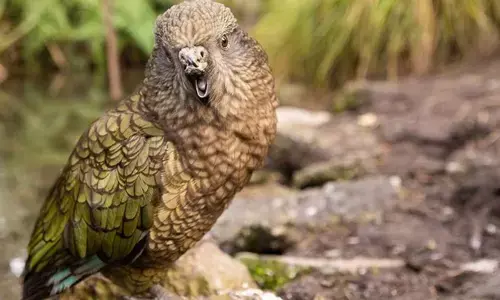 Bruce the kea. (Patrick Wood/University of Auckland)