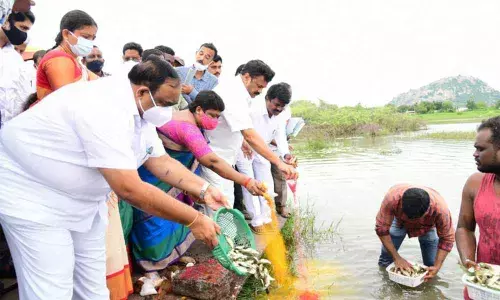 T Srinivas Yadav released fish seeds into tanks in Huzurabad on Monday
