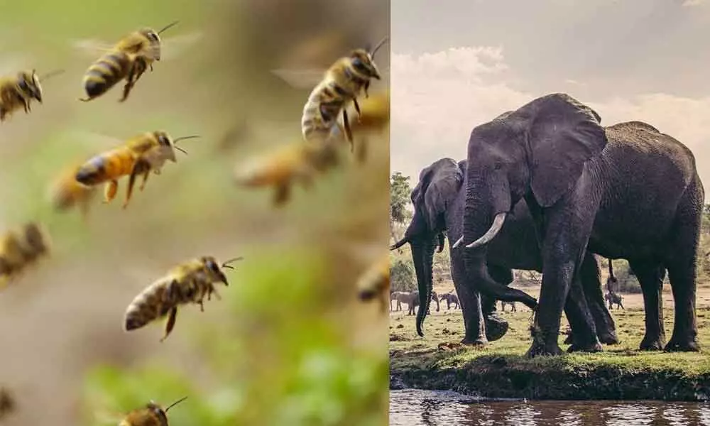 Bees to challenge elephants!