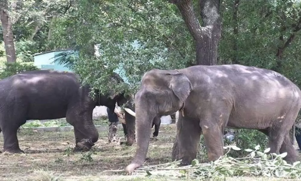 Dasara fest elephants weighed, sent to Mysuru Palace