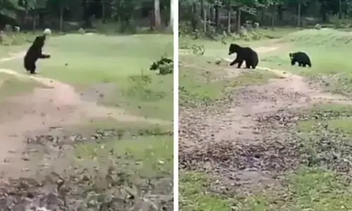 The images show the two bears playing with the football. (Photo: Mohammad Suffian)
