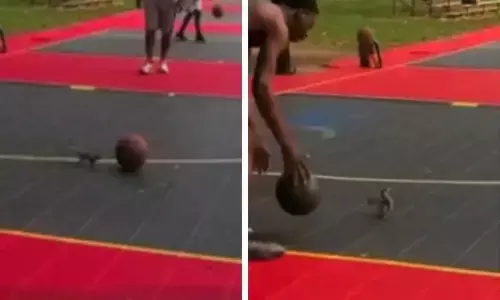 Watch The Trending Video Of A Squirrel Trying To Play Football