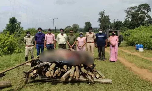 Chamarajanagar: Tiger caught in snare trap dies