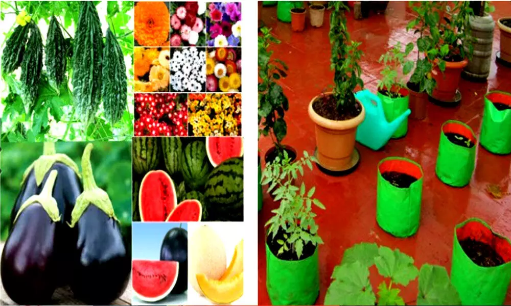 e-commerce marketplace to buy online vegetable seeds,