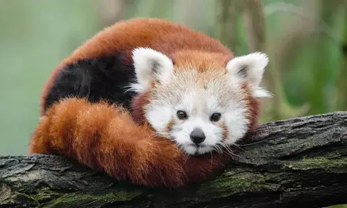 International Red Panda Day