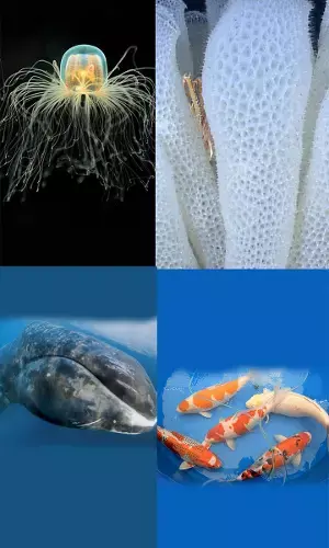 Worlds Longest-Living Creatures On Earth