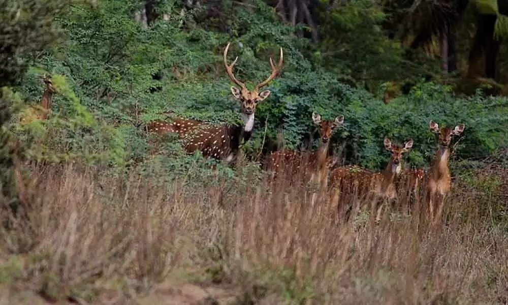 Gurusamy has helped triple the numbers of deer. (Photo | EPS)