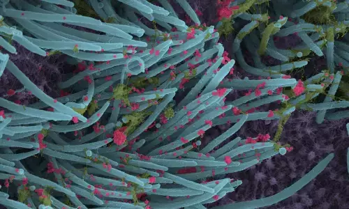 Covid new treatments