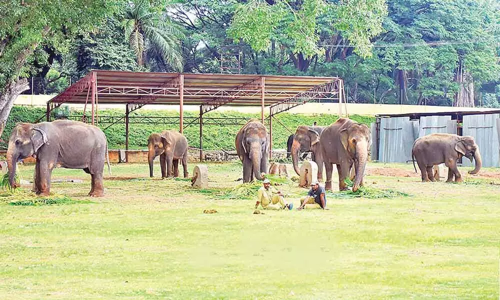 Mysuru: Four palace elephants to be rehabilitated in Gujarat