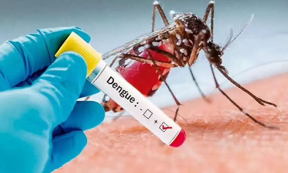 dengue in telangana