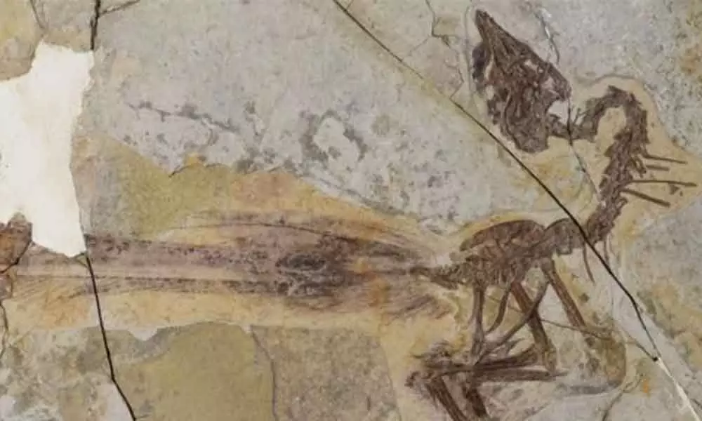 A 120-million-year-old bird with a extremely impractical tail has been discovered in a spectacular fossil
