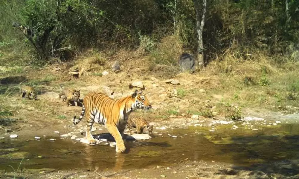 Male Mahadeshwara wildlife sanctuary