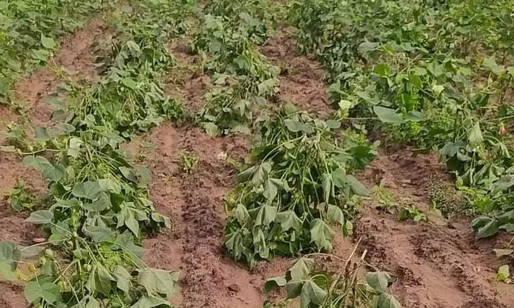 Damaged cotton crop in Kottur village on Thursday