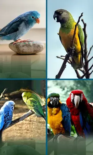 Some Of The Largest And Smallest Parrots